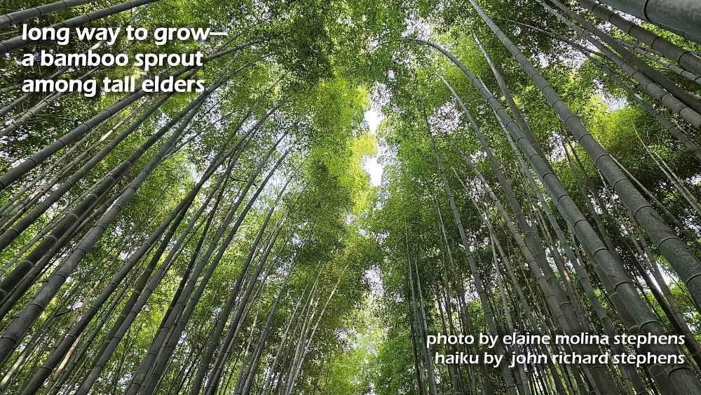 The Arashiyama bamboo forest in Kyoto. A photo haiku showing the bamboo forest stretching into the sky.