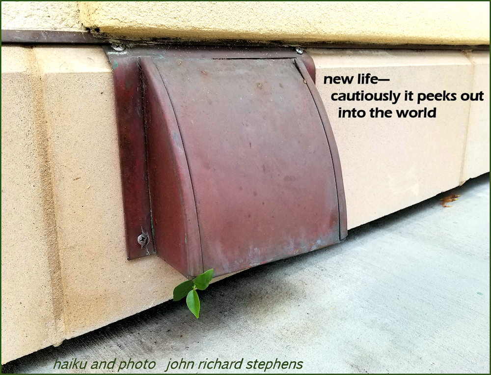 A plant emerging from a vent. A photo haiku showing an air vent on a concrete block wall and a concrete walkway below, with three new leaves of a plant emerging from the corner of the vent.